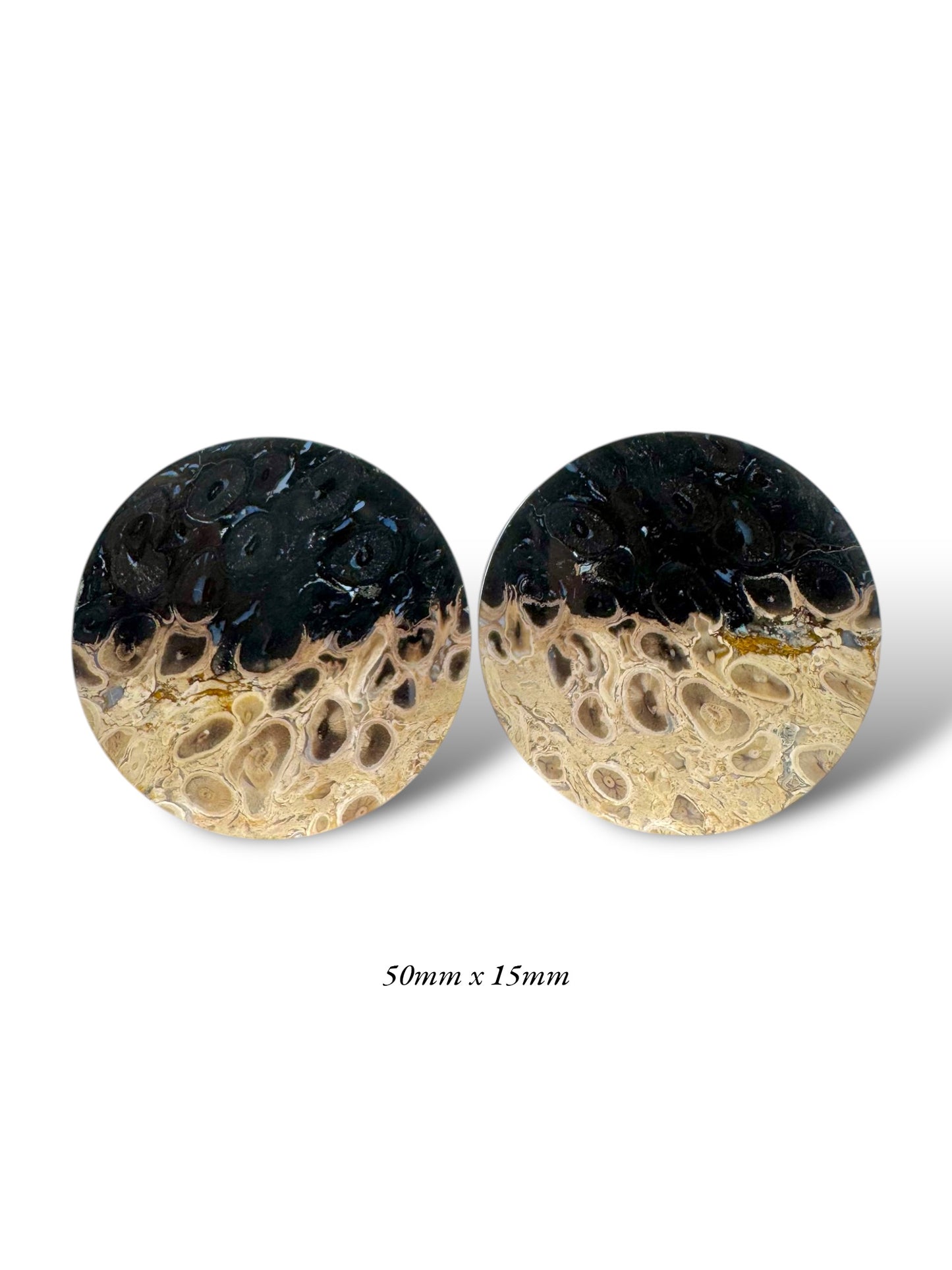 2” / 51mm Petrified Palm Wood
