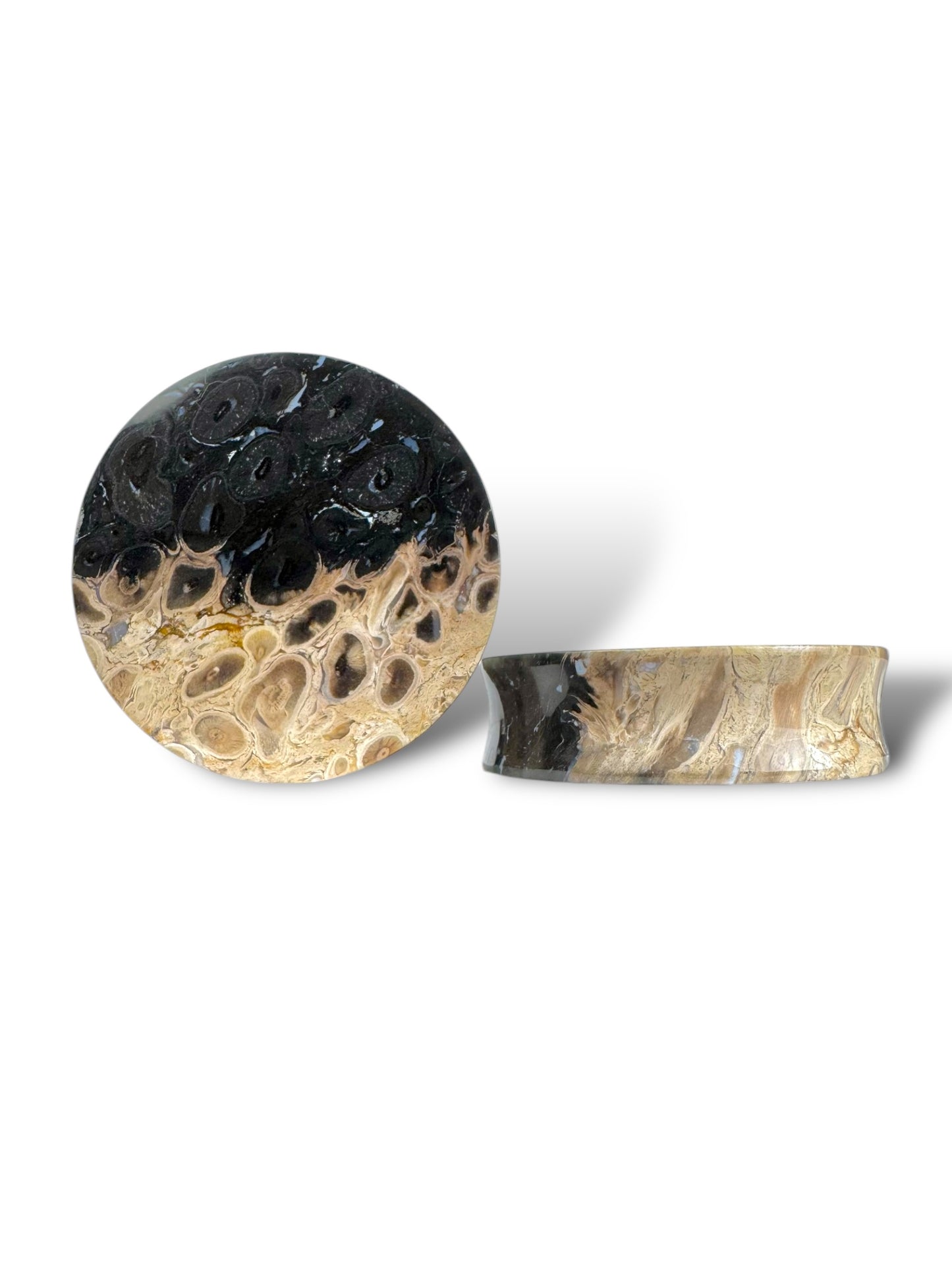 2” / 51mm Petrified Palm Wood