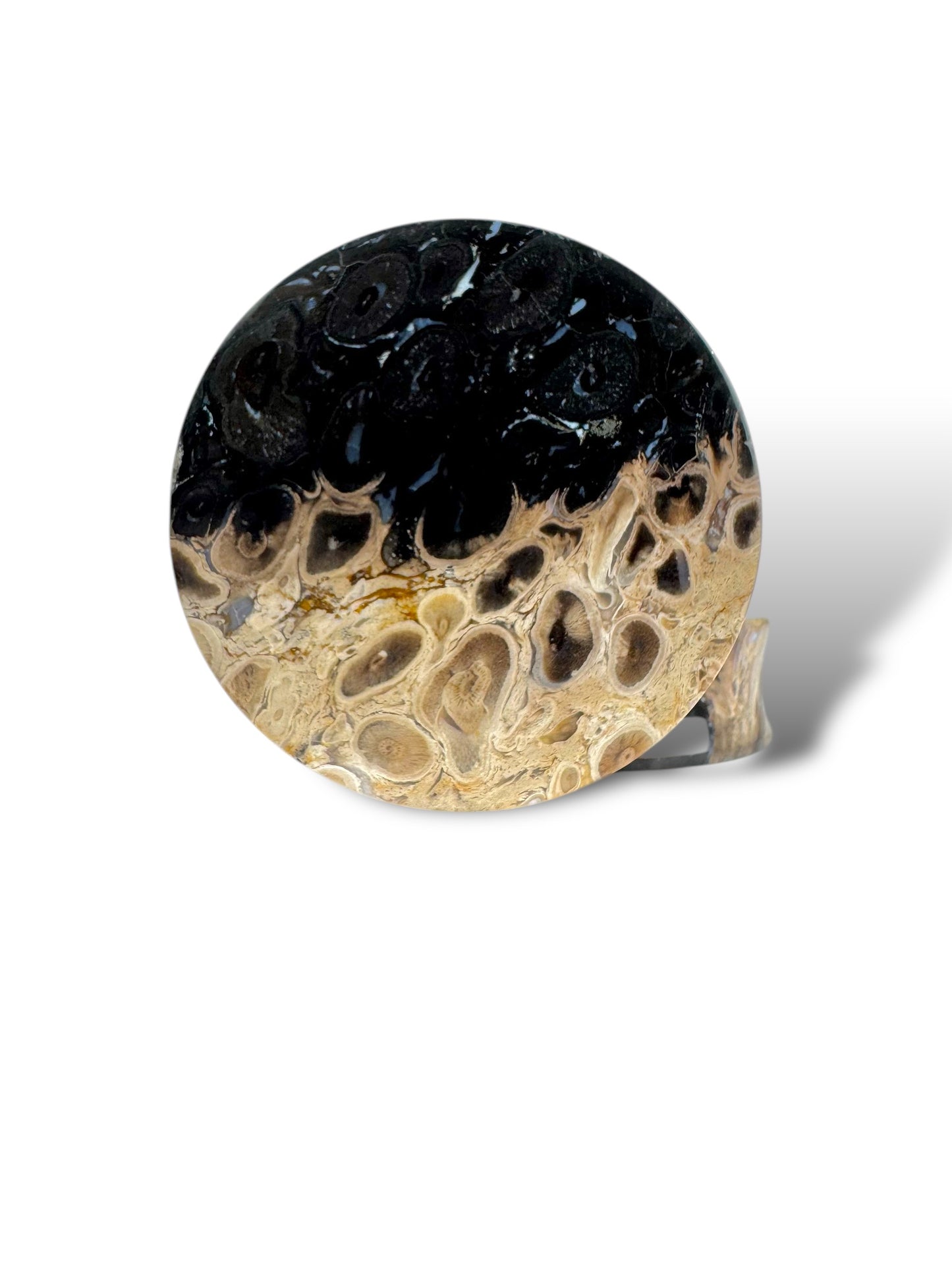 2” / 51mm Petrified Palm Wood