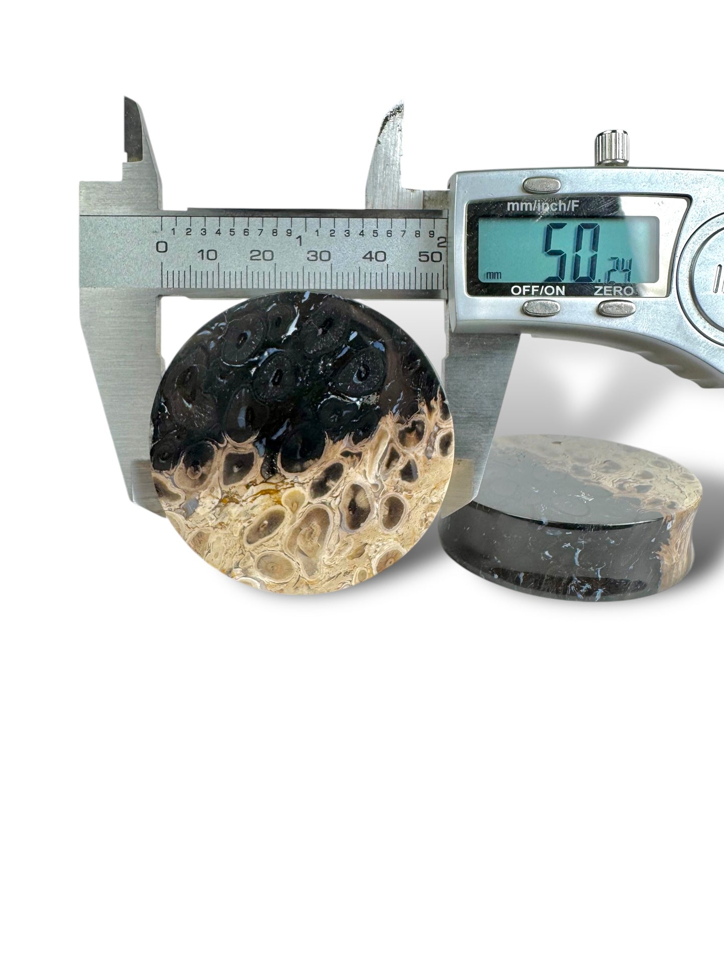 2” / 51mm Petrified Palm Wood